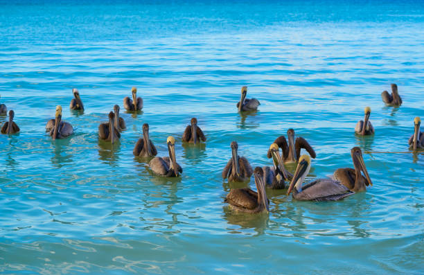 istock Pelican birds swimming in Caribbean 914810880