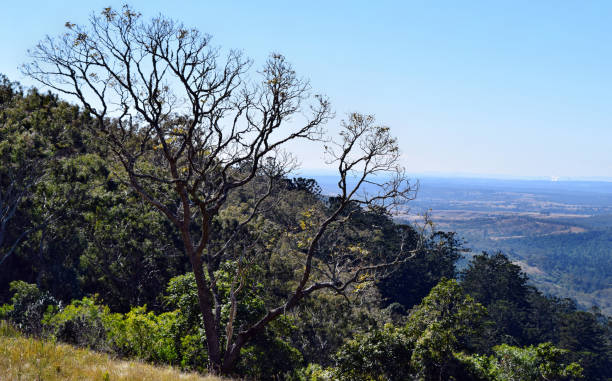 istock Landscape in Bunya National Park 914810932