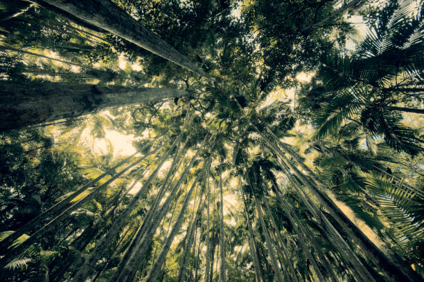 istock Trees in Mapleton Falls National Park rainforest, Glass House Mountains. 914813298