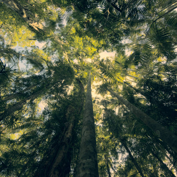 istock Trees in Mapleton Falls National Park rainforest, Glass House Mountains. 914813400