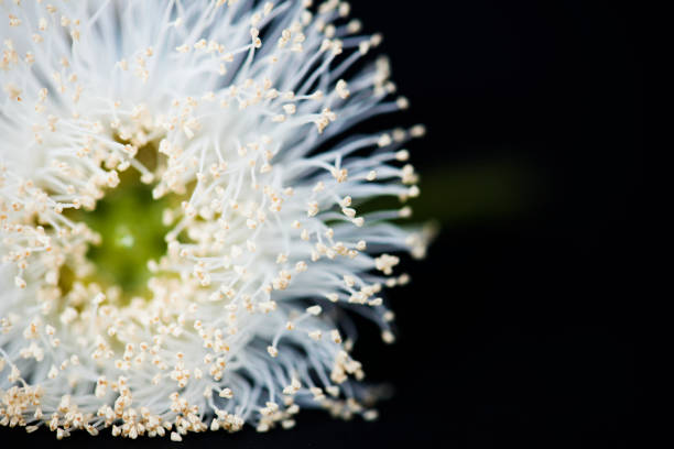 istock Closeup of pollinated flower 914814230