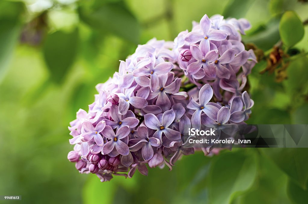 Lilac  Backgrounds Stock Photo
