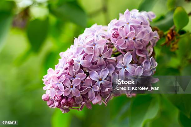 Lilac Stock Photo - Download Image Now - Backgrounds, Beauty In Nature, Blossom