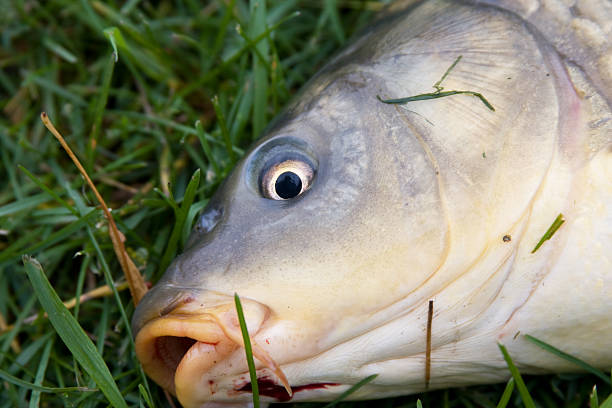 Close up photo of two carps in fishing net by lake. A boat is seen by reeds on the background. Selective focus on fishes. Shot with a full frame mirrorless camera in outdoor.