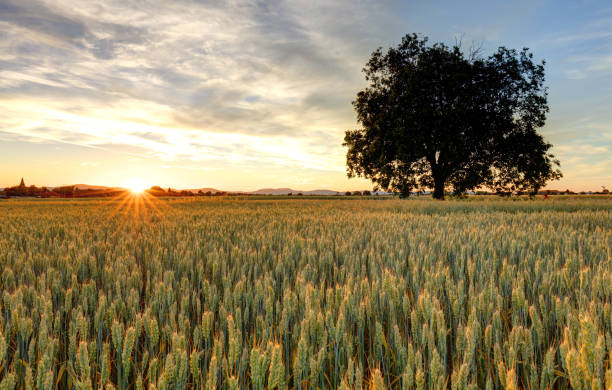 istock Panorama of wheat field at sunset 914817636