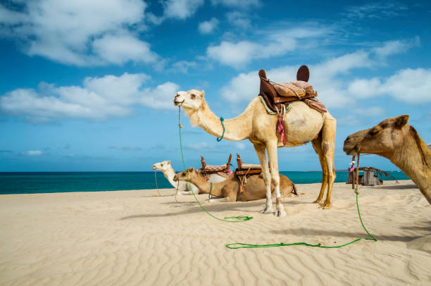 Camels On The Beach Of Boa Vista, Cape Verde Camels on a beach in Cape Verde wait patiently for passengers. west africa coast photos stock pictures, royalty-free photos & images