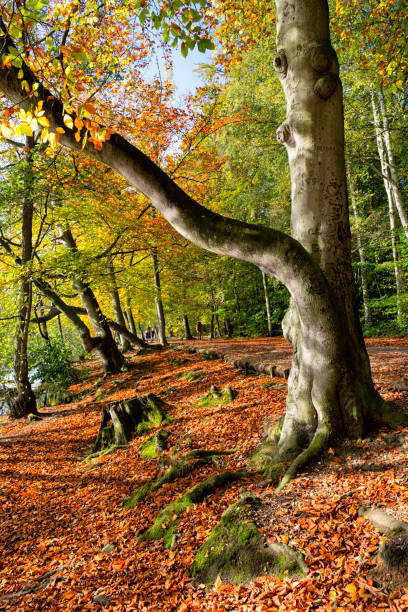 istock Autumn Woodland Scenic 914818040