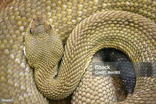 Crotalo - Fotografie stock e altre immagini di Aggressione - Aggressione, America Latina, Animale