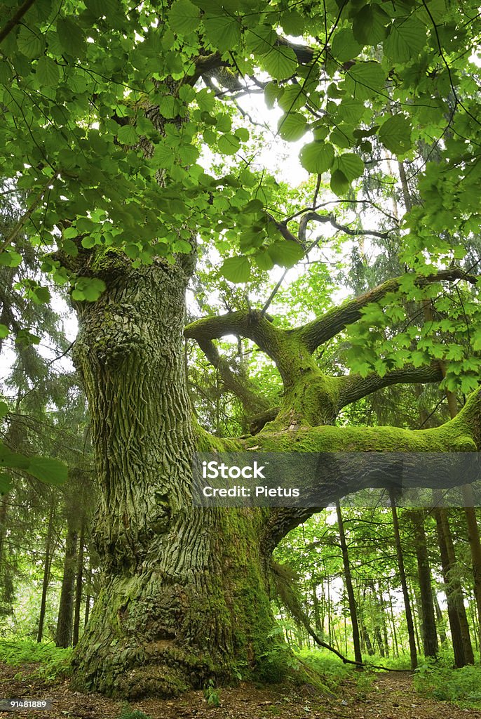 Mighty oak. - Photo de Arbre libre de droits