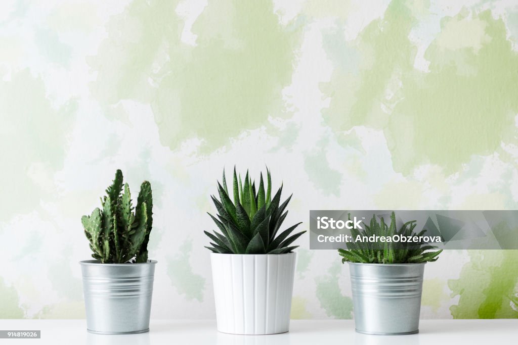 Collection of various cactus and succulent plants in different pots. Potted cactus house plants on white shelf against unusual design wall. Plant Stock Photo