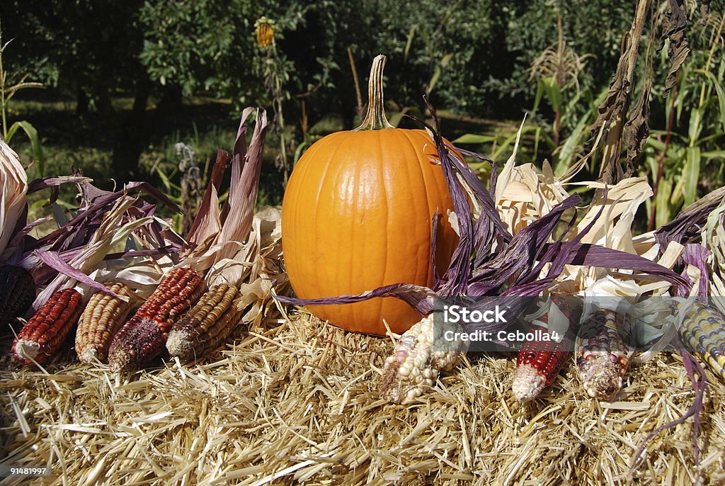 Pumpkin and Indian Corn  Abundance Stock Photo