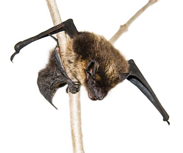 small brown bat sitting on branch (isolated) stock photo