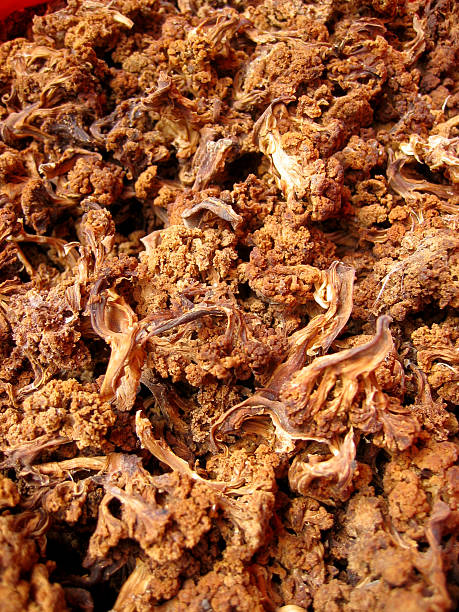 Dried Cauliflower stock photo