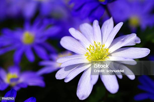 Blauen Und Weißen Anemonen Stockfoto und mehr Bilder von April - April, Blau, Blume