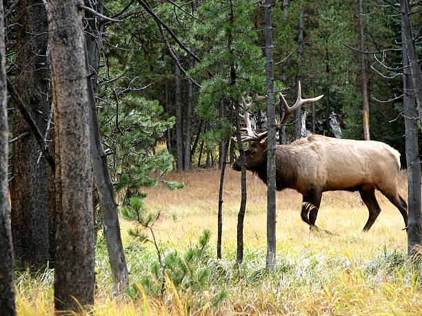 istock Elk in Yellowstone National Park 91482233