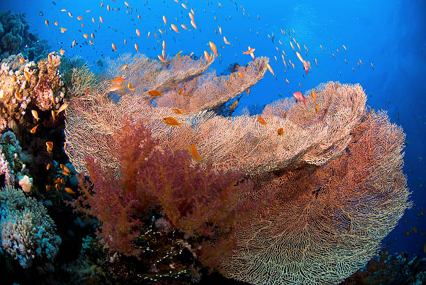 istock Large coral fan with gold fish 91482275