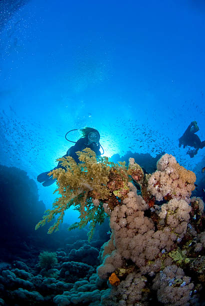 istock Woman diver above reef 91482277