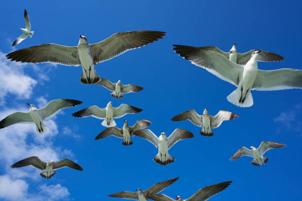istock Seagulls sea gulls flying on blue sky 914822792