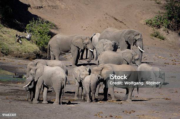 Foto de Manada De Elefante e mais fotos de stock de Animal selvagem - Animal selvagem, Botsuana, Elefante