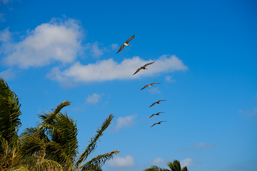 Caribbean pelicans flying in a row at Mexico