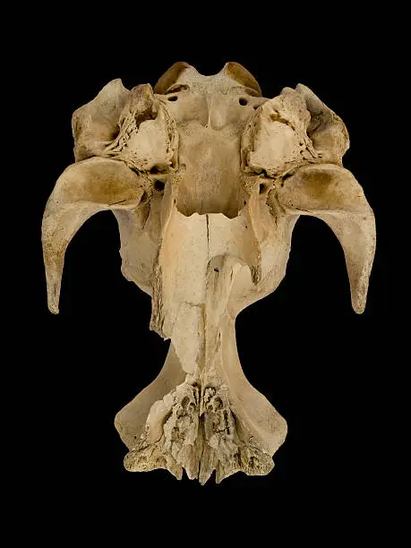 Photo of Sealion skull from below isolated on black