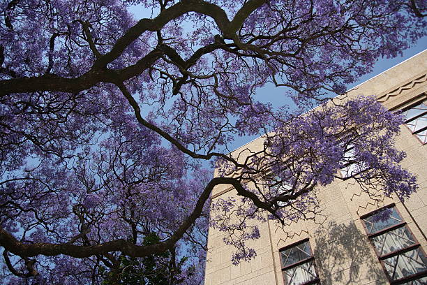 Jacaranda Tree and Building stock photo