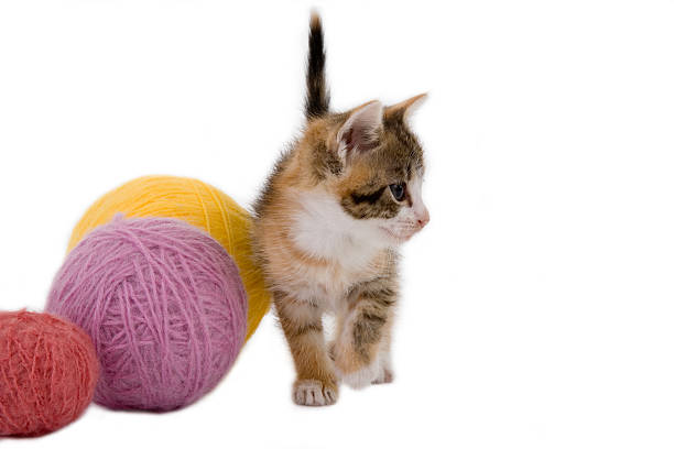 istock kitten and some ball of yarns 91482418