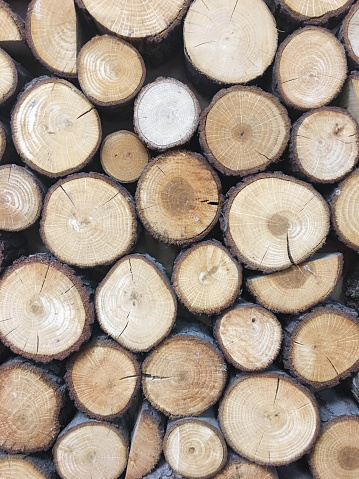 Cut tree trunks piled up