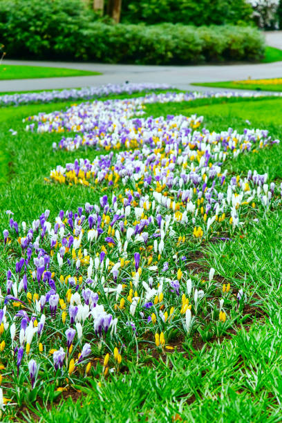 istock Colorful crocus flowers blossom in spring garden 914825920