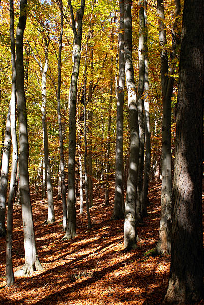 herbstwald - herbstwald ストックフォトと画像