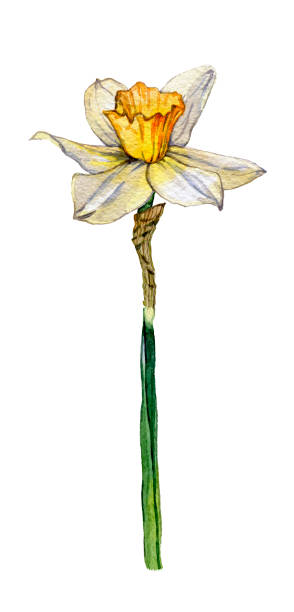 istock Botanical illustration of a daffodil flower on white background 914826198
