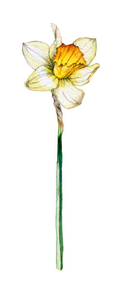 istock Botanical illustration of a daffodil flower on white background 914826216