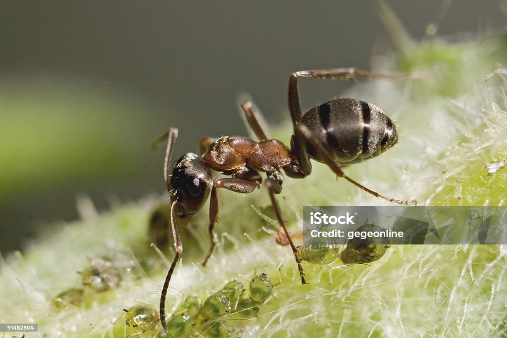Ant (포마이카 루타 - 로열티 프리 개미 스톡 사진