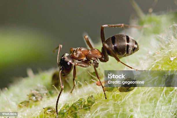 Ant 포마이카 루타 개미에 대한 스톡 사진 및 기타 이미지 - 개미, 0명, 겹눈