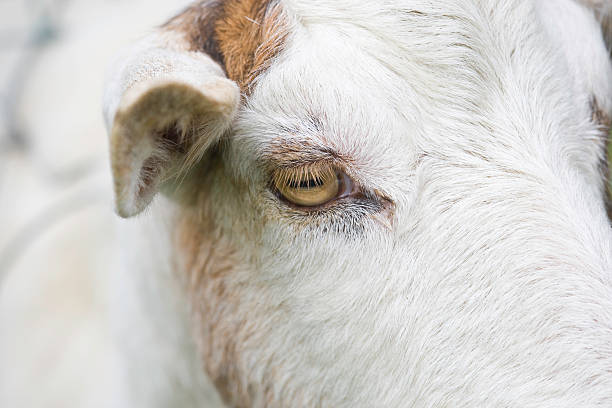 Beautiful closeup view of yellow eye of goat beside the wooden fence at Goatstown farm in Dublin, Ireland. Soft and selective focus