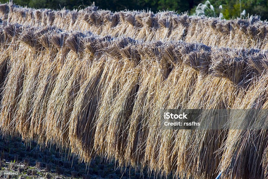 Arroz Stalks II - Foto de stock de Agricultura libre de derechos