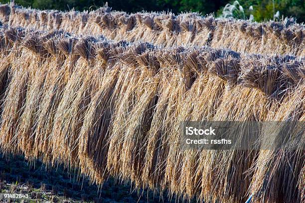 Foto de Arroz Talos Ii e mais fotos de stock de Agricultura - Agricultura, Aldeia, Arroz - Cereal