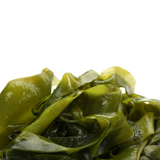 istock (Laminaria kelp of seaweed)   isolated on the white background 914829860