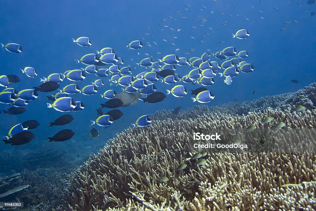 Blue Surgeonfishes - Lizenzfrei Atoll Stock-Foto