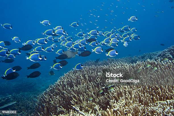 Blue Surgeonfishes Stockfoto und mehr Bilder von Atoll - Atoll, Bildhintergrund, Blau