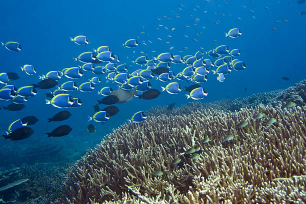 blu surgeonfishes - vitality sea aquatic atoll foto e immagini stock