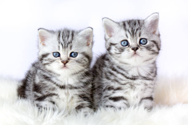 istock Close up two silver tabby kittens on fur 914833062