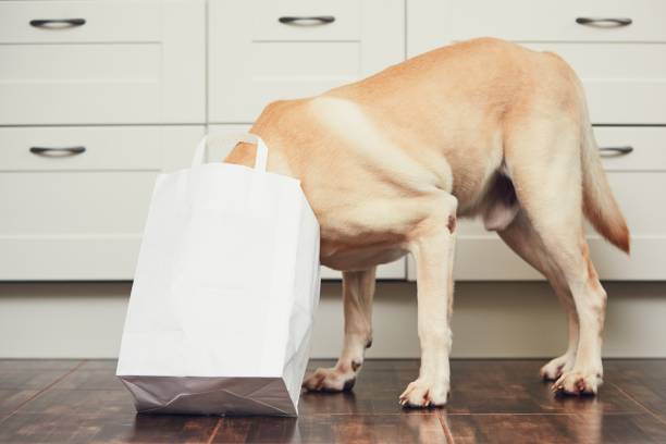 Naughty dog in home kitchen