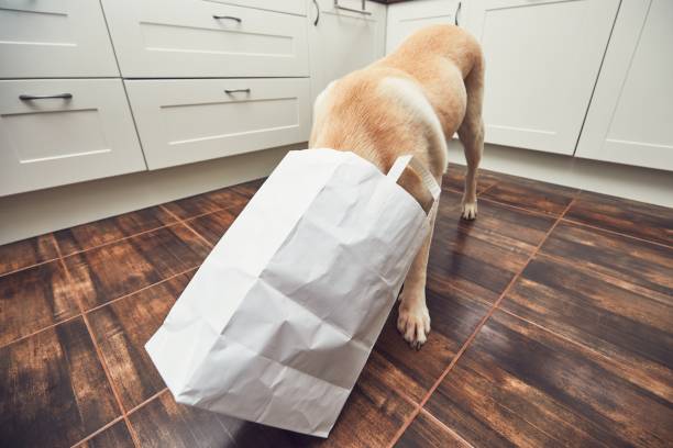 istock Naughty dog in home kitchen 914833238
