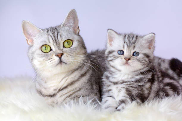 Mother cat with young kitten on sheep fur stock photo