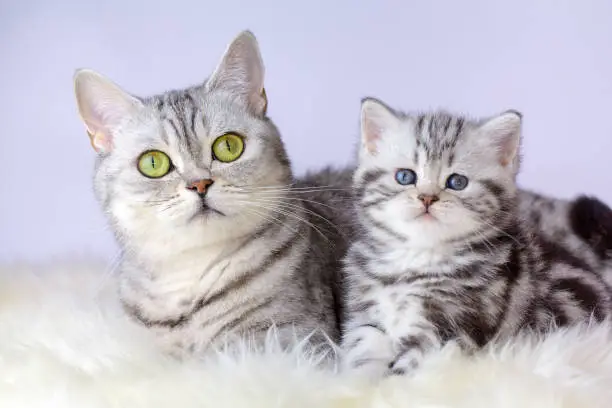 Photo of Mother cat with young kitten on sheep fur