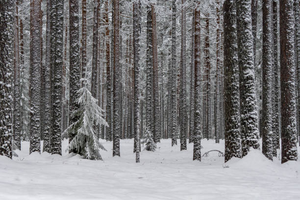 istock Winter forest with pine trees covered with snow and frost 914833846