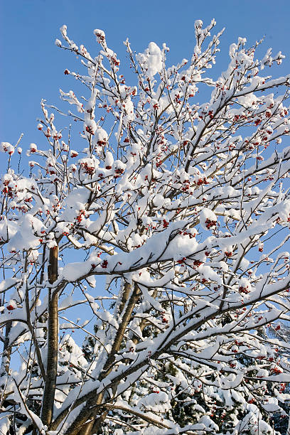 Snowy rowan tree  avelengo stock pictures, royalty-free photos & images