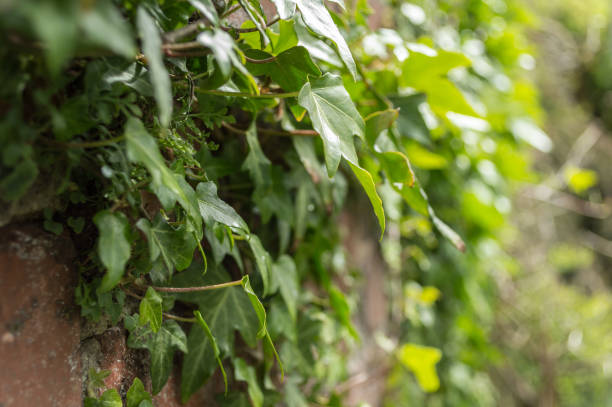 istock Ivy growing on brick wall in sunlight. Side view. 914834644