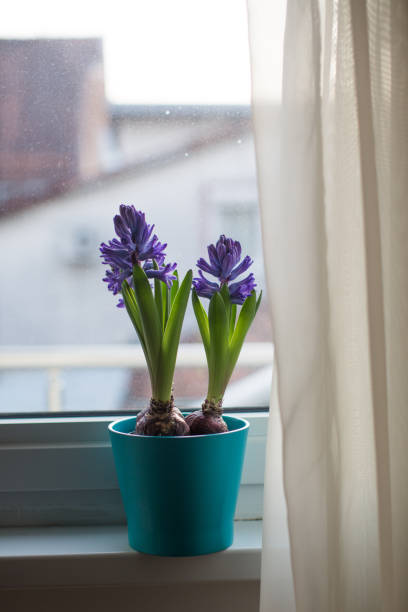 istock Purple flower in the pot 914834728